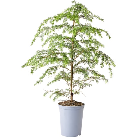 Skarntydegran Tsuga Hemlock 19 cm Potte
