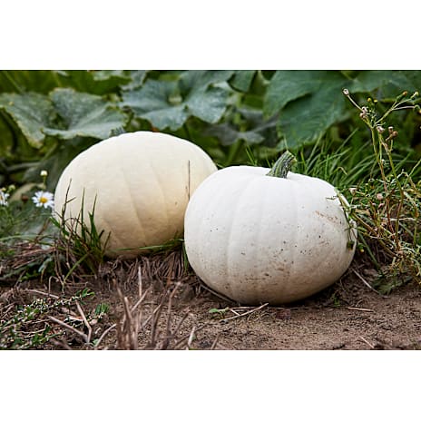 Halloweengræskar
