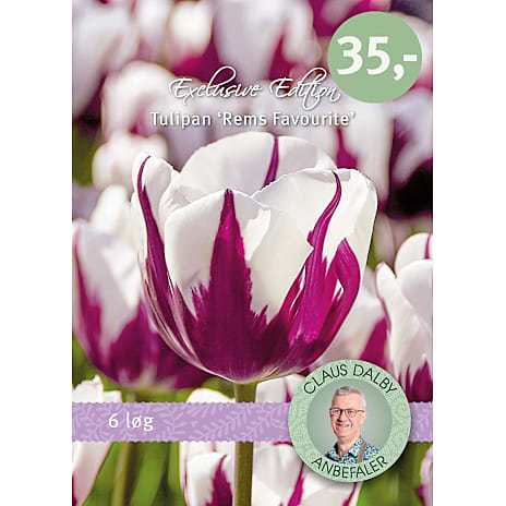 Claus Dalby Tulipaner Rems Favourite