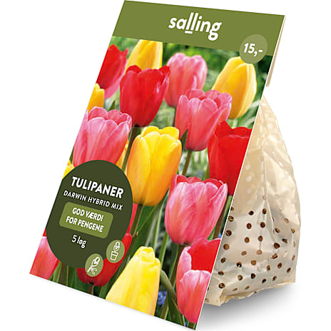 Salling Blomsterløg Tulipaner Darwin Hybrid Mix 5 løg