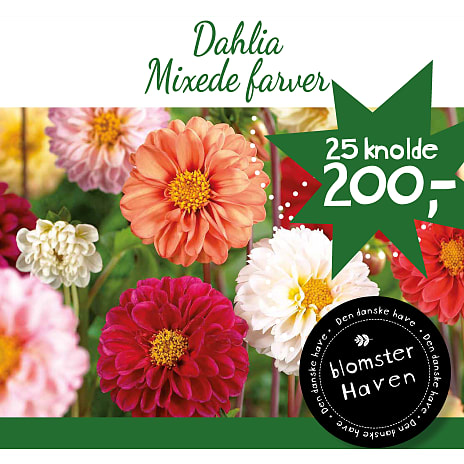 Blomsterhaven Dahlia Unwin Pompon Mix Crate