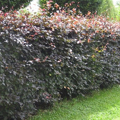 Rødbøg Hækplanter 50-80 cm 10-pak