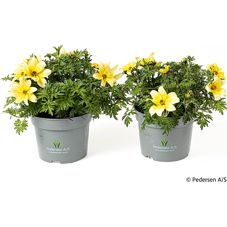 Havebrøndsel Bidens 12,5 cm Potte
