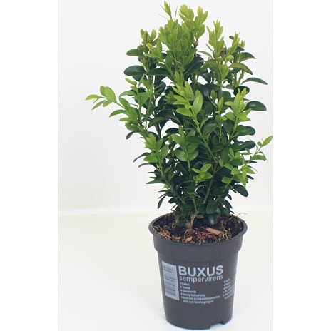 Buksbom Buxus sempervirens 11 cm Potte