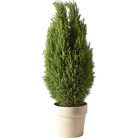Ædelcypres Chamaecyparis Ellwoodii 21 cm Potte