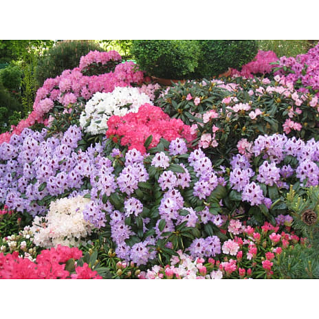 Rododendron Storblomstrende I 23 cm Potte