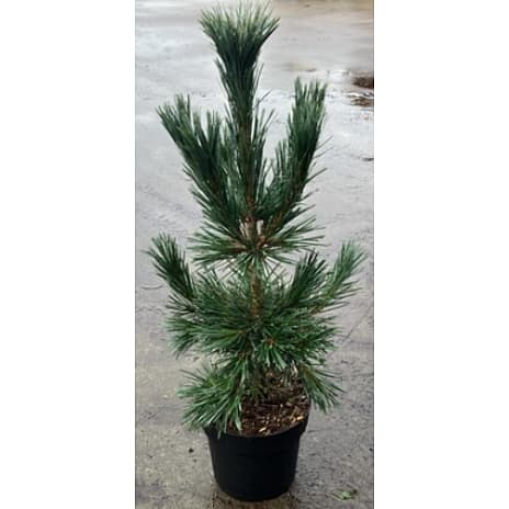 Pinus flexilis Vanderwolf's Pyramid