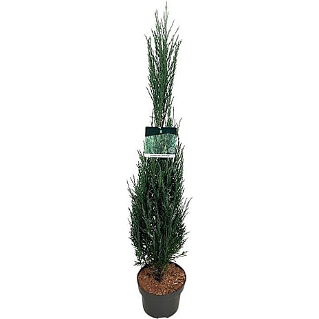 Enebær Juniperus scop. Blue Arrow 26 cm Potte