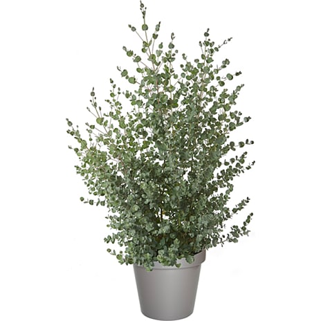 Eucalyptus Gunnii