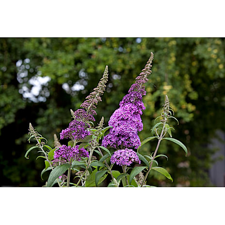 Sommerfuglebusk Buddleja davidii 19 cm Potte