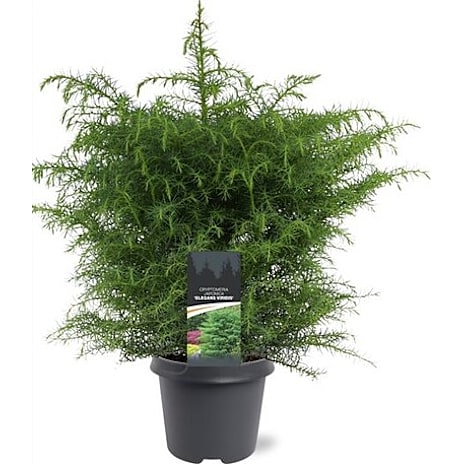 Noviflora Kryptomeria Cryptomeria Japonica - 23 cm potte 1 stk.