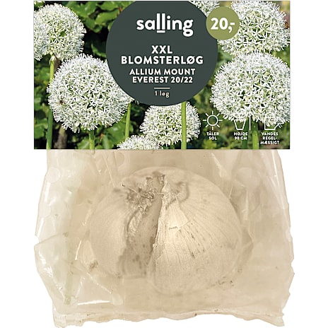 Salling Allium Mount Everest
