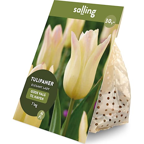 Salling Blomsterløg Tulipaner Elegant Lady 7 løg