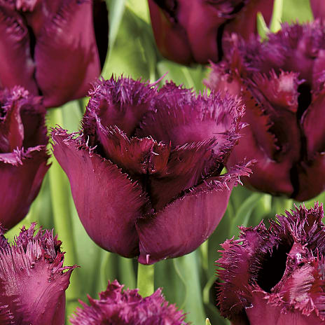 Claus Dalby Tulipaner Gorilla