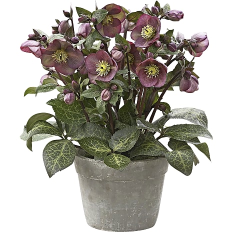 Julerose Helleborus 15 cm Potte