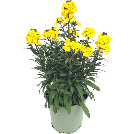Gyldenlak Erysimum Cheiri i potte