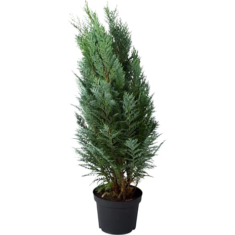 Ædelcypres Chamaecyparis Columnaris 21 cm Potte