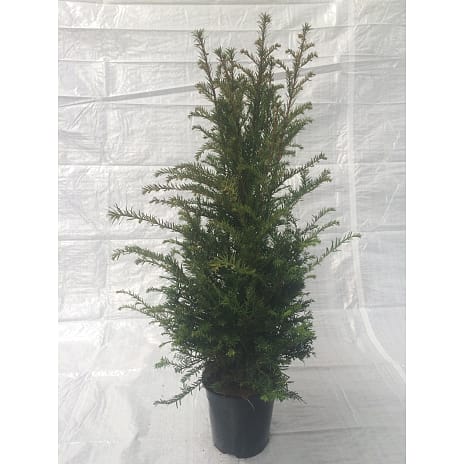 Taxus baccata 60-80 cm