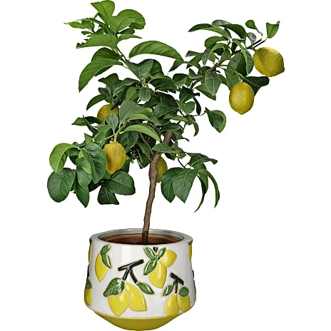 Andre Mærker Torino krukke - citroner - Ø: 16 x H: 17 cm 1 stk.