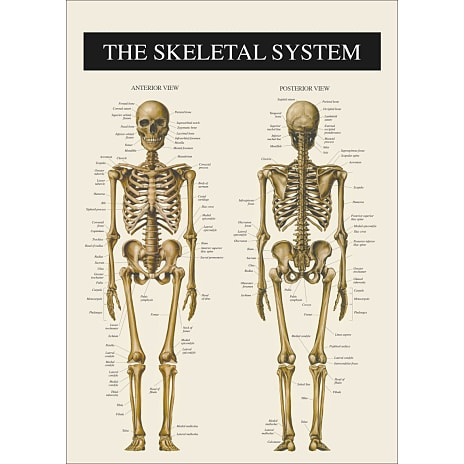 Citatplakat Skelettet 2