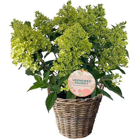 Hortensia Paniculata 30 Cm Kurv
