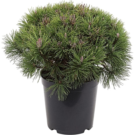 Bjergfyr Pinus mugo 'Mops' 26 cm Potte