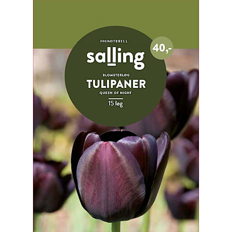 Salling Tulipaner Queen of Night