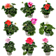 Sommerblomster