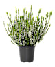 Sommerblomster