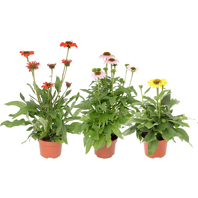 Solhat Echinacea