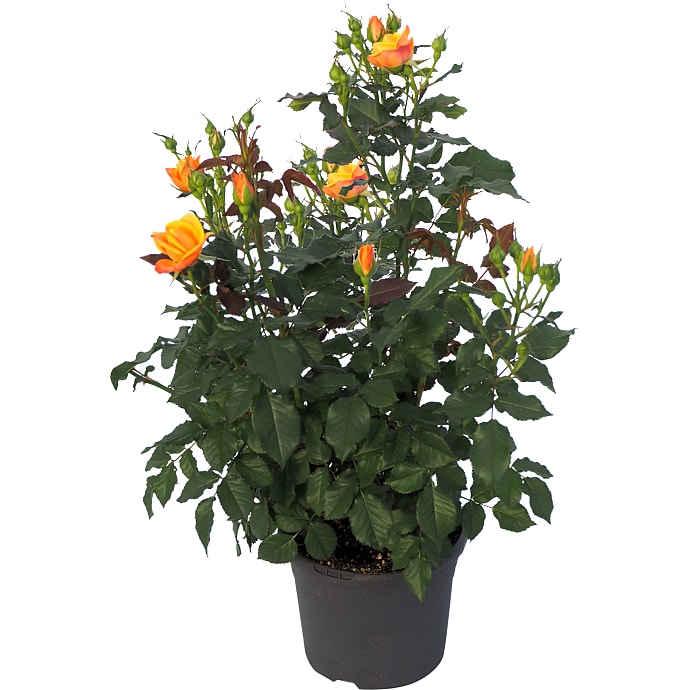 Roser i Blomst