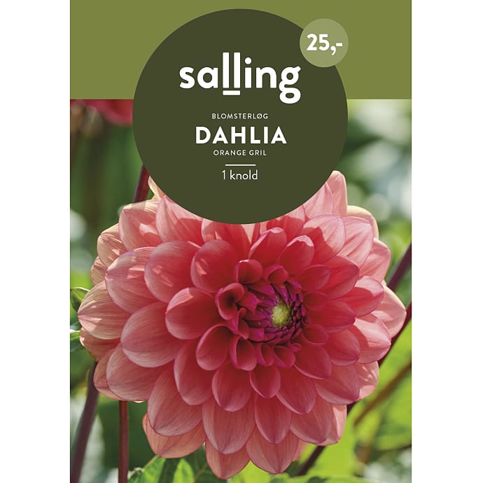Salling blomsterløg Dahlia Orange Gril .
