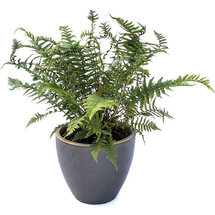 Havebregne Dryopteris Sp.