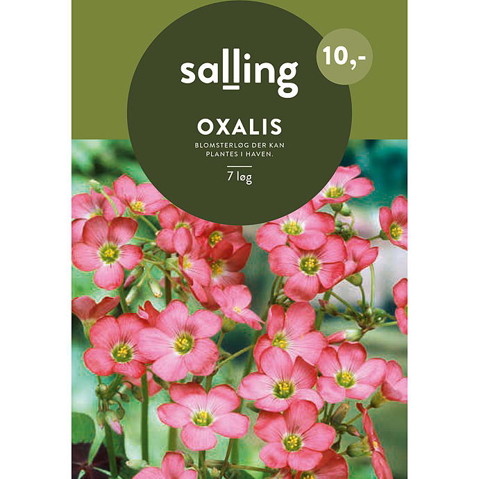 Salling Blomsterløg Oxalis
