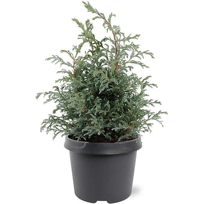 Dværgcypres Chamaecyparis Pisifera - 19 cm potte
