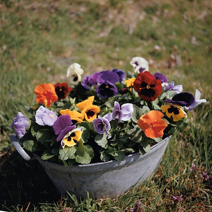 Stedmoder Viola 16 cm Potte