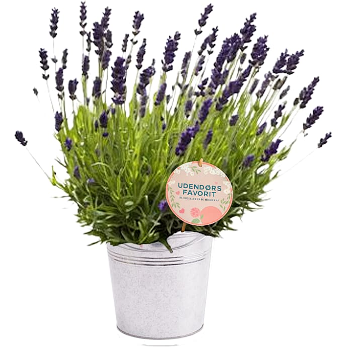 Lavendel Assorteret