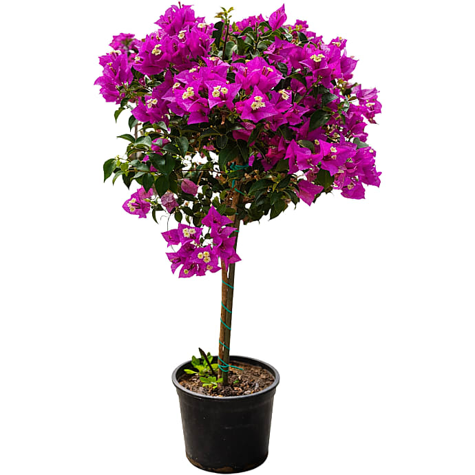 Trillingranke Bougainvillea