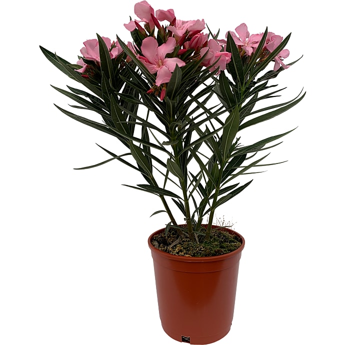 Nerie, Nerium Oleander, 17 cm potte