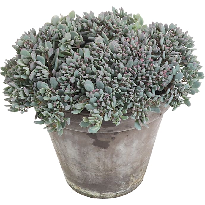 Sensommerplanter
