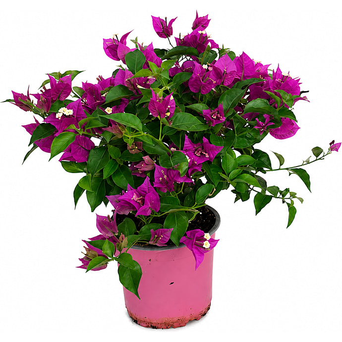 Trillingranke, Bougainvillea, 14 cm potte