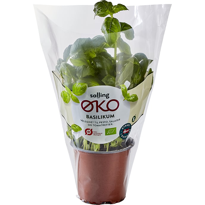 Salling ØKO Basilikum Øko