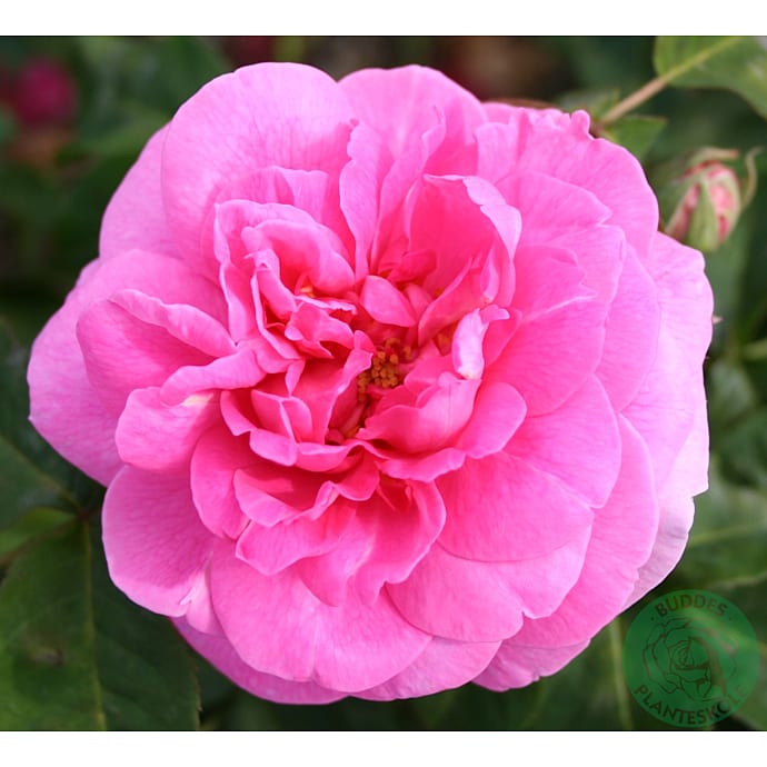 Engelsk rose 23 cm potte