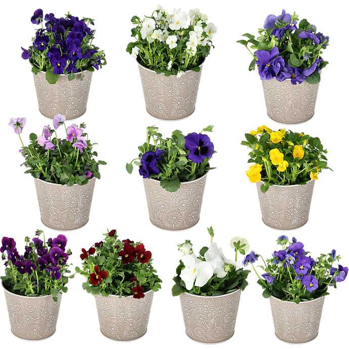 Stedmoder Viola