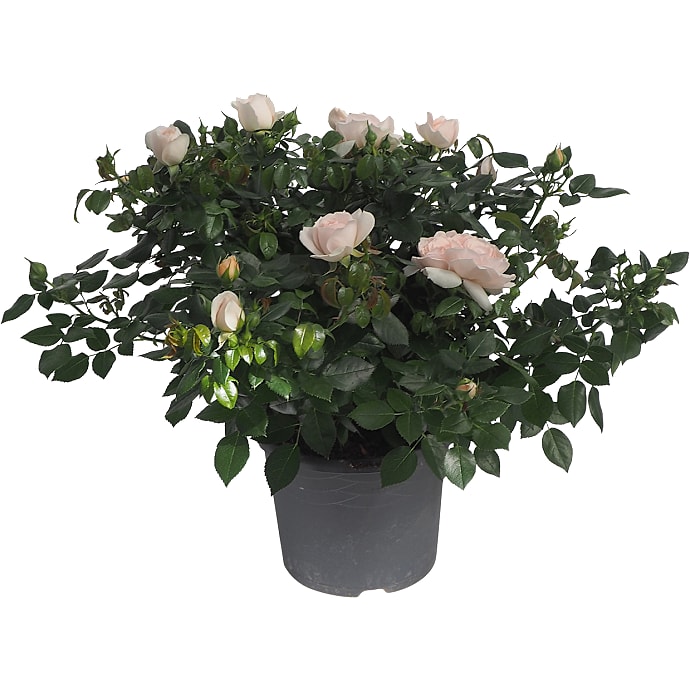 Roser i blomst