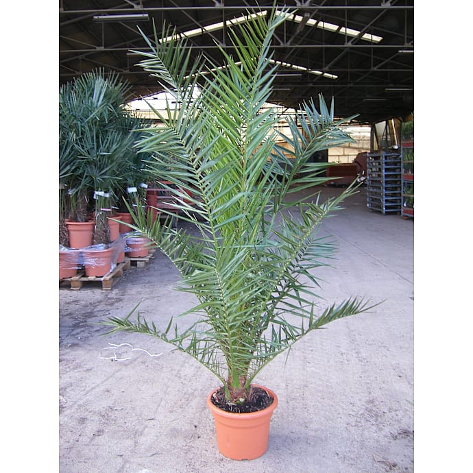 Fønikspalme 35 cm