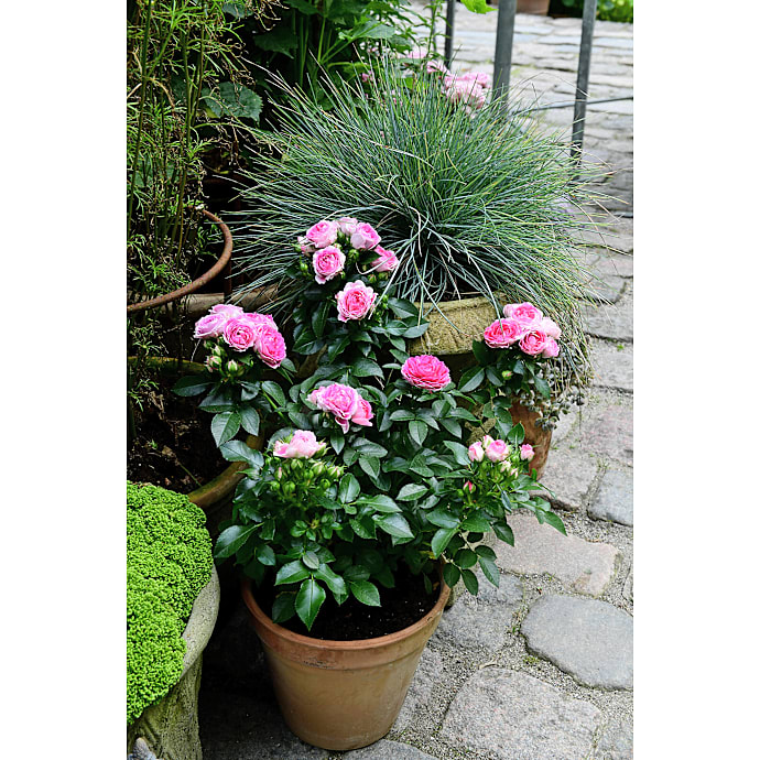 Roser i Blomst