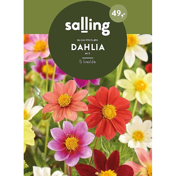 Salling Dahlia Blomsterløg Piccolo Mix