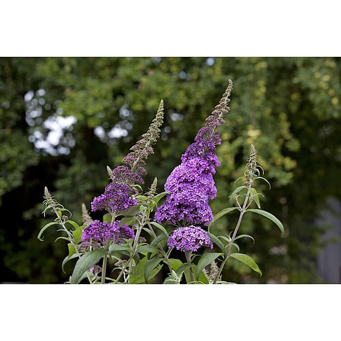Blomstrende buske 17 cm potte
