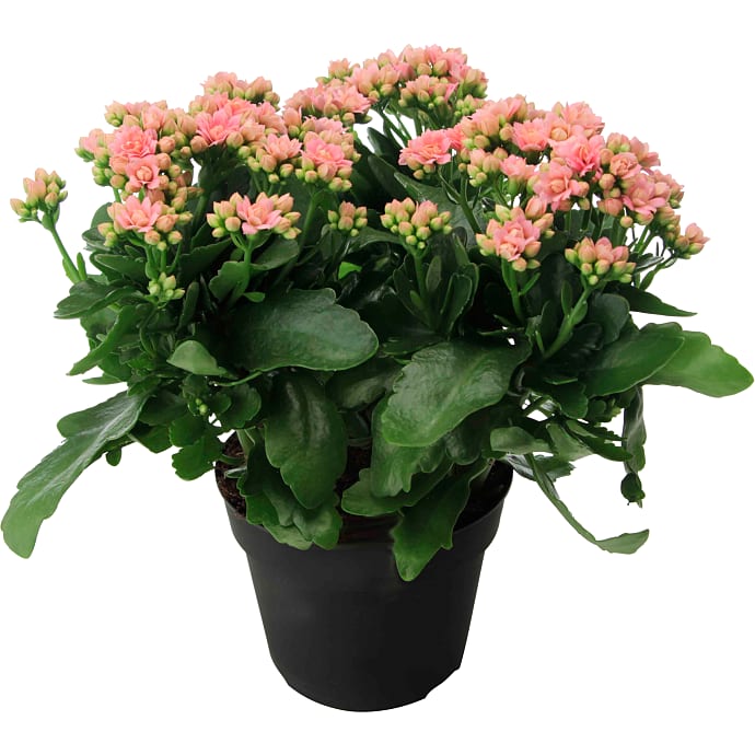 Kalanchoe Rosa